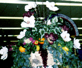 Fruit & Flower Non-Traditional